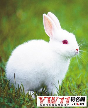 屬兔人2015年運(yùn)勢