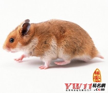 屬鼠的人2014年運程