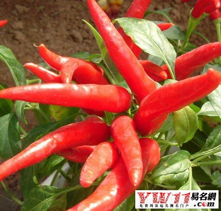 夢(mèng)見辣椒，夢(mèng)見吃辣椒，孕婦夢(mèng)見辣椒