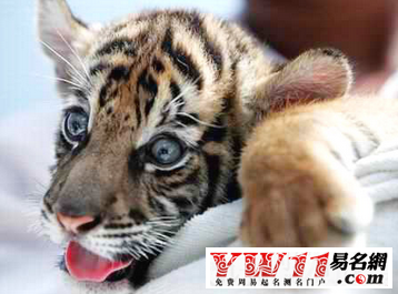 屬虎人2015年運(yùn)勢