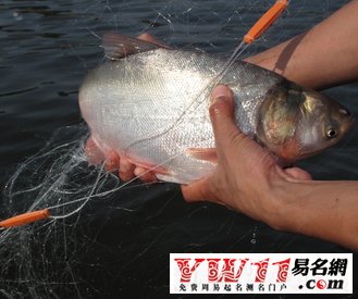 夢(mèng)見抓魚