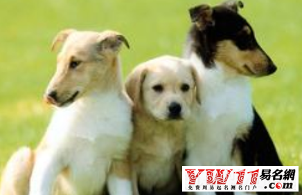 屬狗的年份之屬狗人的命運(yùn)分析