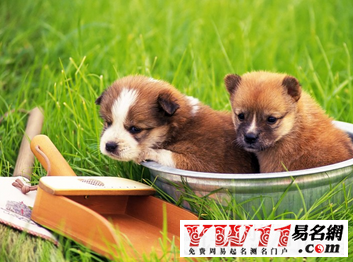 屬狗人2017年運(yùn)勢