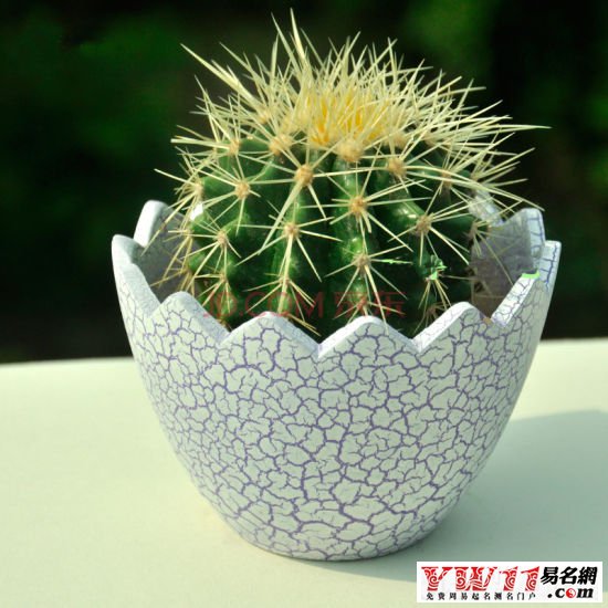 夢(mèng)見仙人掌
