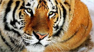 動物名稱,好聽的動物名稱