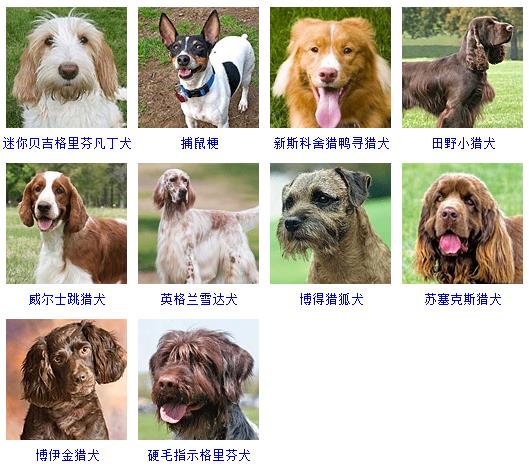 狗狗名字大全，狗狗品種名字大全