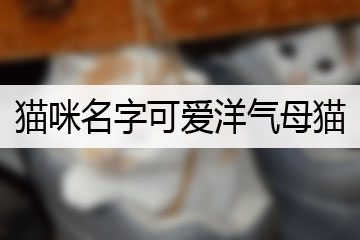 貓咪名字可愛(ài)洋氣母貓