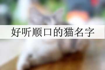 好聽(tīng)順口的貓名字
